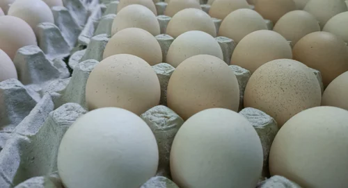 Poultry Eggs